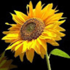 Meet your Posher, Stacey